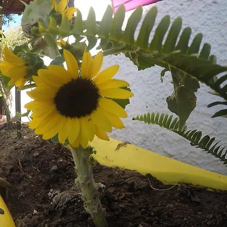Camping B&B Gioiosa